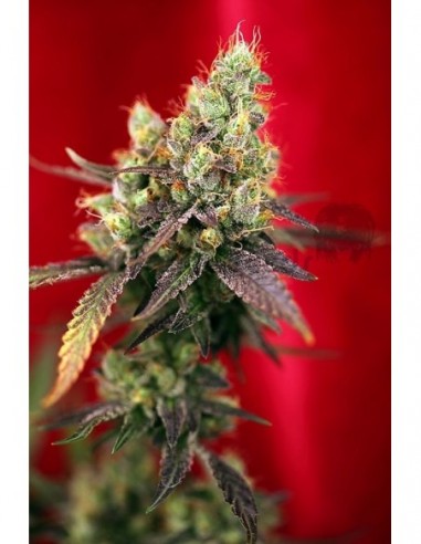 7 UND REG - DANCEHALL 