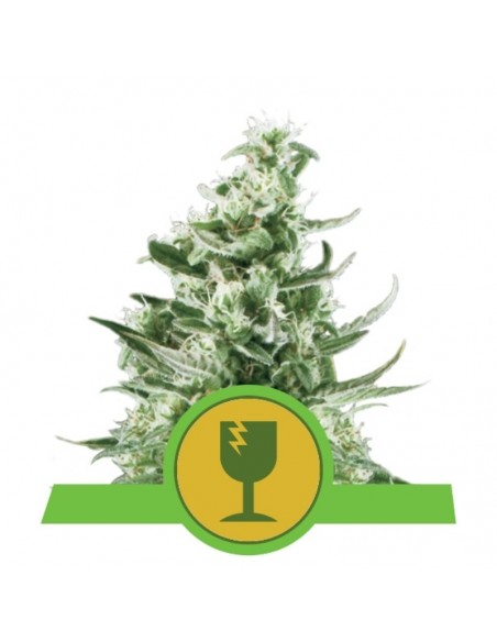 5 UND FEM - ROYAL CRITICAL AUTOMATIC 