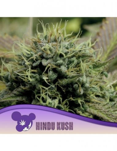 3 UND FEM - HINDU KUSH 