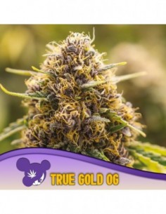 3 UND FEM - TRUE GOLD OG - ANESIA SEEDS 3 FEMINIZADAS