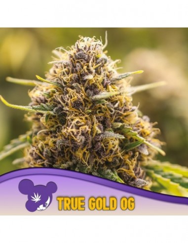 3 UND FEM - TRUE GOLD OG - ANESIA SEEDS 3 FEMINIZADAS