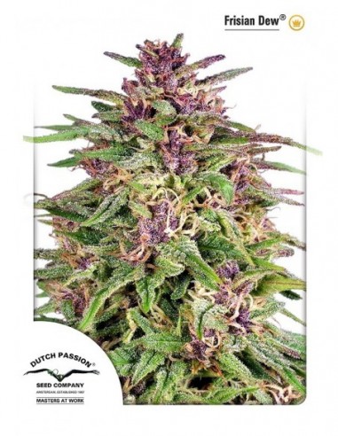 5 UND FEM - FRISIAN DEW ® 