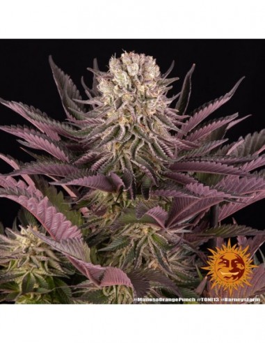 3 UND FEM - MIMOSA X ORANGE PUNCH 