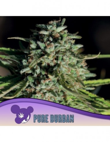 3 UND FEM - PURE DURBAN 