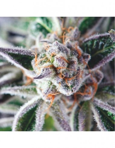 5 UND FEM - DO-SI-DOS 