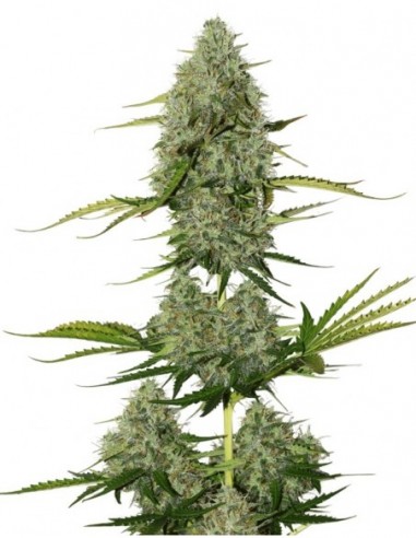 25 UND FEM - BCN CRITICAL XXL AUTO 