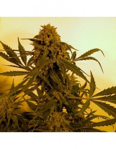 5 UND FEM - GUILLOTINE  