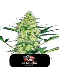 5 UND FEM - DIESEL CRITICAL 