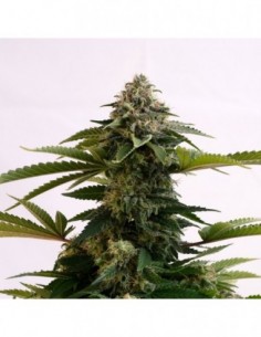 5 UND FEM - AMNESIA DREAM XL AUTO EDITION 