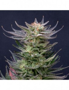 5 UND FEM - PURPLE AUTO DREAM EDITION 