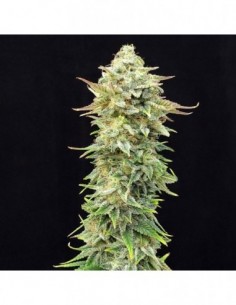 5 UND FEM - PINEAPPLE DREAM EDITION 