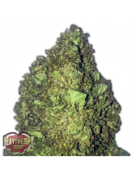 5 UND FEM - SHORT & SWEET AUTO 