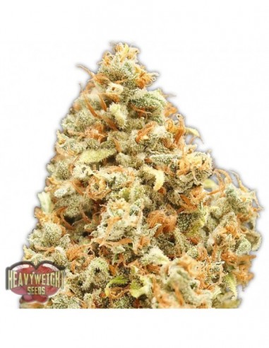 5 UND FEM - MONSTER PROFIT 