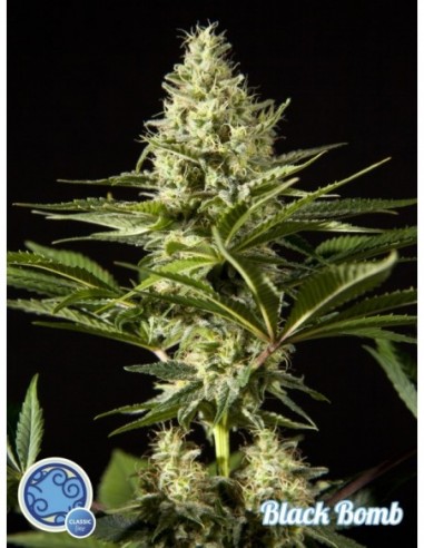 5 UND FEM - BLACKBOMB 