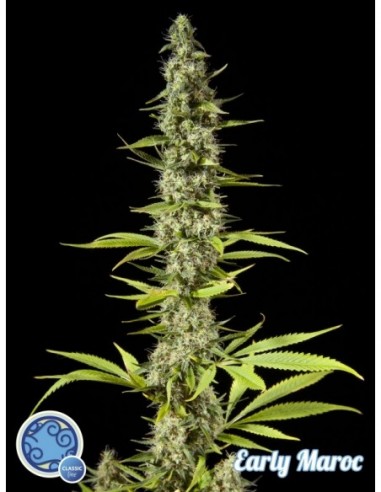 5 UND FEM - EARLY MAROC 