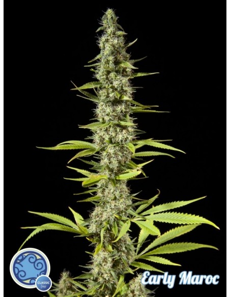 5 UND FEM - EARLY MAROC 