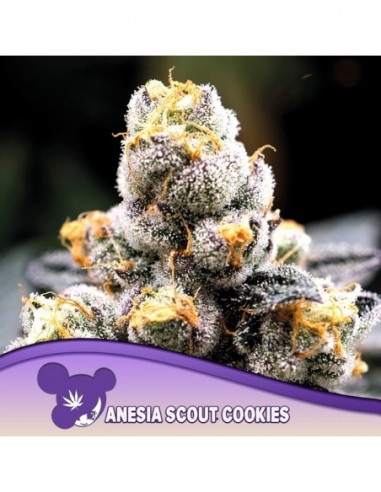 3 UND FEM - ANESIA SCOUT COOKIES 