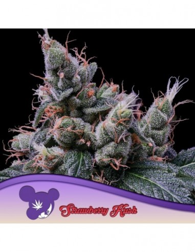 3 UND FEM - STRAWBERRY KUSH  ANESIA SEEDS 3 FEMINIZADAS