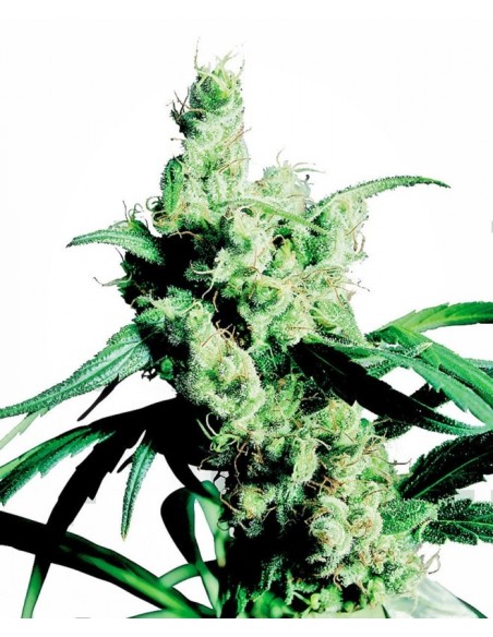 3 UND FEM - SILVER HAZE ® 