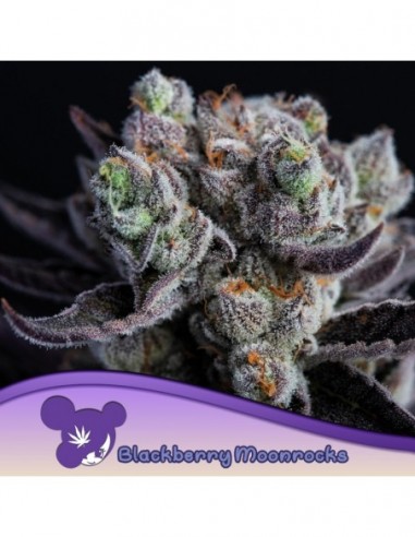 3 UND FEM - BLACKBERRY MOONROCKS ® 