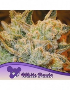 3 UND FEM - WHITE RUNTZ 