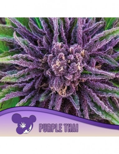 3 UND FEM - PURPLE THAI 