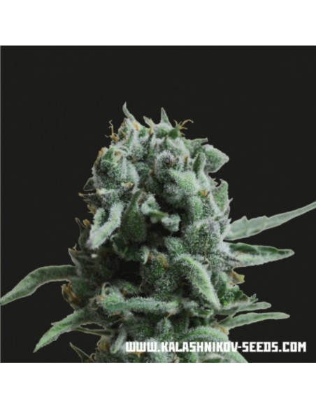 5 UND FEM - WHITE WIDOW 47 