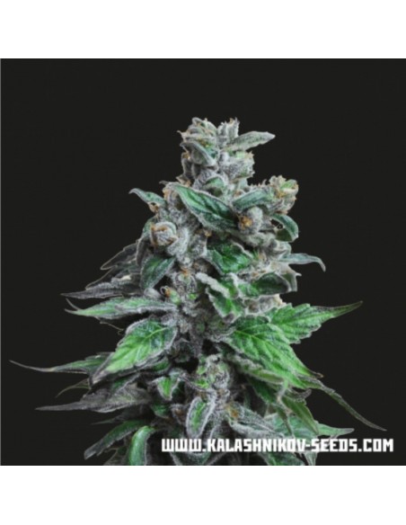 5 UND FEM - MOSCOW BLUEBERRY 