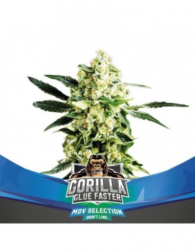 4 UND FEM - GORILLA GLUE FASTER 