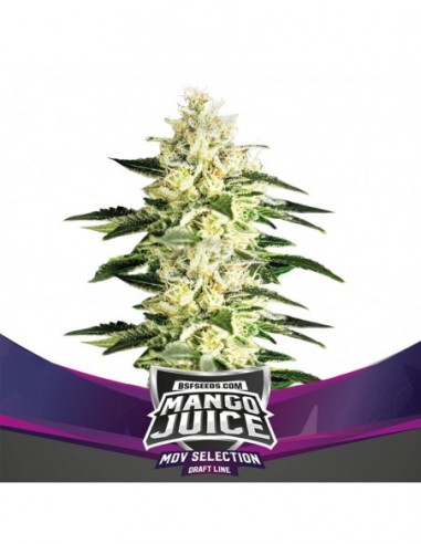 4 UND FEM - MANGO JUICE - BSF SEEDS 4 UND FEMINIZADAS