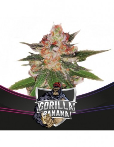 4 UND FEM - GORILLA BANANA - DRAFT LINE 