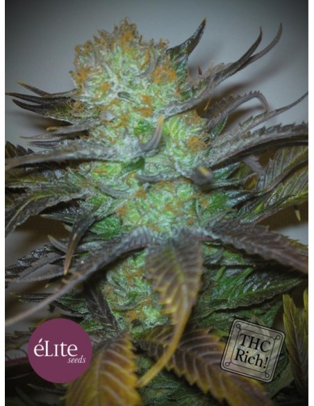 7 UND FEM - BLACK HOLE 