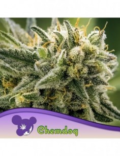 3 UND FEM - CHEMDOG - ANESIA SEEDS 3 FEMINIZADAS
