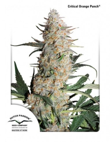 10 UND FEM - CRITICAL ORANGE PUNCH ® 