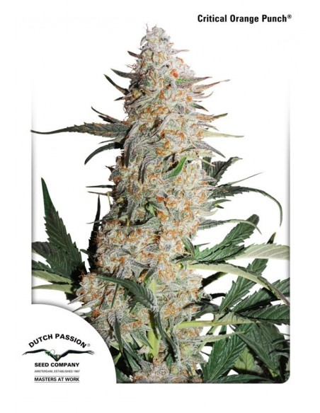 10 UND FEM - CRITICAL ORANGE PUNCH ® 