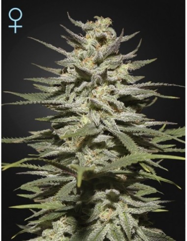 3 UND FEM - SUPER LEMON HAZE CBD - GREEN HOUSE 3 UND FEMINIZADAS