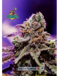 6 UND FEM - PACK   1 CHIZPA - POSITRONICS SEEDS 2
