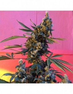 6 UND REG - DEEDEE  2