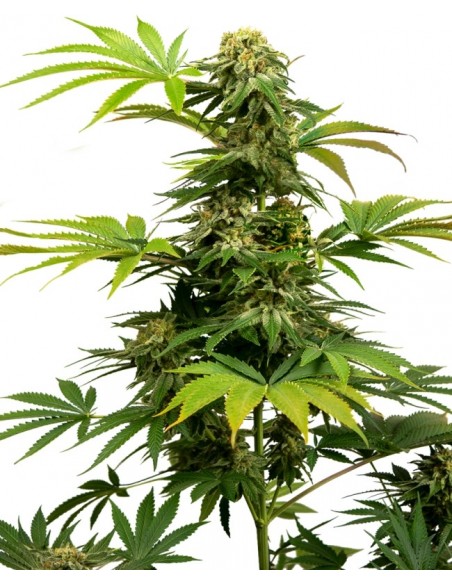 5 UND FEM - BLACK HARLEQUIN ® - SENSI SEEDS FEMINIZADA 5 UND