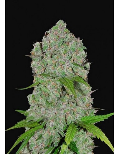 3 UND FEM - ORANGE SHERBET AUTO 