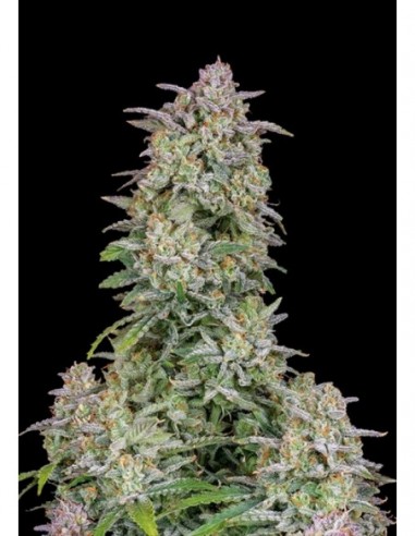 3 UND FEM - FORBIDDEN RUNTZ AUTO 