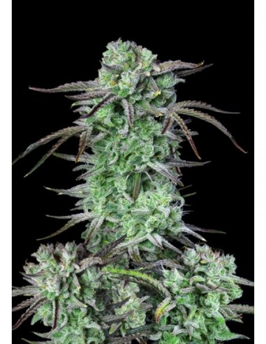 3 UND FEM - STRAWBERRY BANANA AUTO 