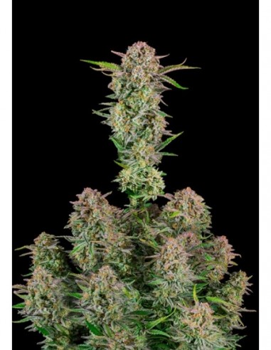 3 UND FEM - AUTO BRUCE BANNER 