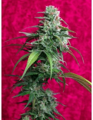 3 UND FEM - JUANITA LA LAGRIMOSA 