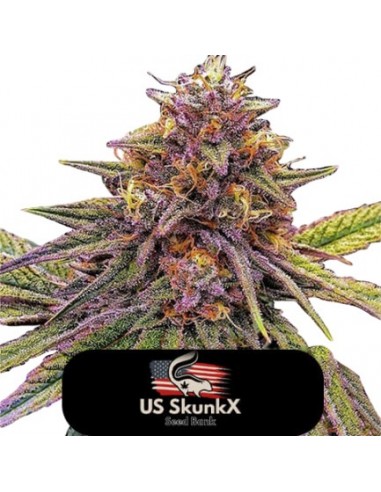 5 UND FEM - GELATO - US SKUNKX SEEDS 3 UND FEMINIZADAS