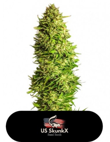 5 UND FEM - SUPER X KUSH 