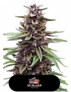 5 UND FEM - GOLD KUSH 