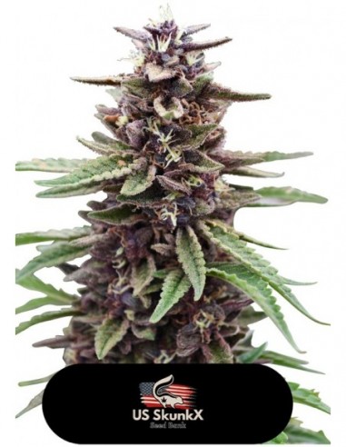 5 UND FEM - GOLD KUSH 