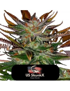 5 UND FEM - HEAVY BLUE CHEESE 