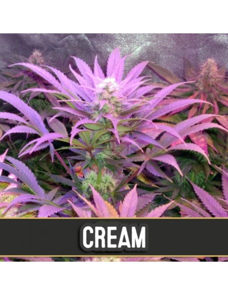 9 UND FEM - CREAM AUTO 